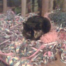 Blanding af racer Mille Molle