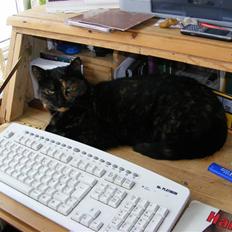 Blanding af racer Mille Molle