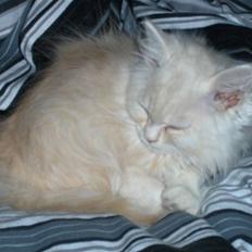 Blanding af racer Basse =savnes=