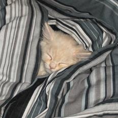 Blanding af racer Basse =savnes=