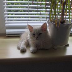 Blanding af racer Basse =savnes=