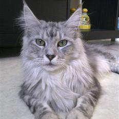 Maine Coon Edelweis