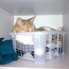 Huskat Herman 'Hermie'