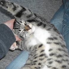 Huskat Dennon