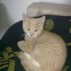 Blanding af racer Lillebror