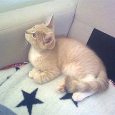 Blanding af racer Lillebror