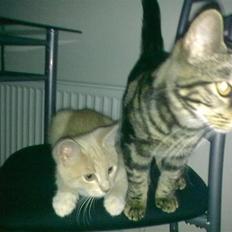 Blanding af racer Lillebror