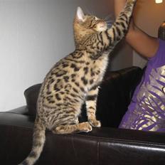Bengal Bagheera