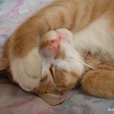 Huskat Oliver (Olle)