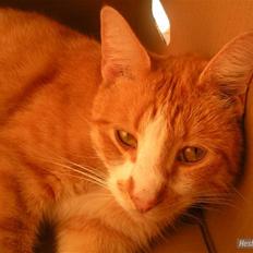 Huskat Oliver (Olle)