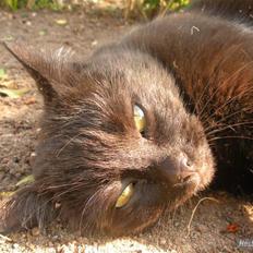 Blanding af racer Basse (Tykke)