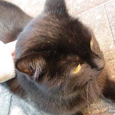 Blanding af racer Basse (Tykke)