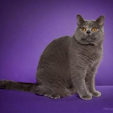 British Shorthair DK Heikina Floor