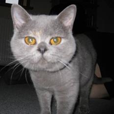 British Shorthair DK Heikina Floor