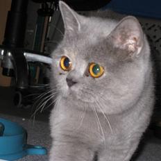 British Shorthair DK Heikina Floor
