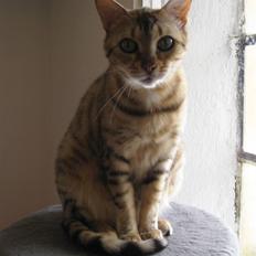 Bengal DK Trollspotting Vela