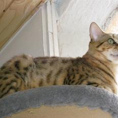 Bengal DK Trollspotting Vela