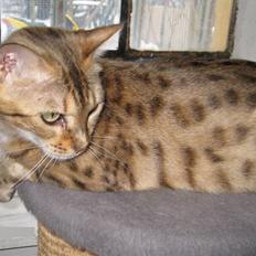 Bengal DK Trollspotting Vela