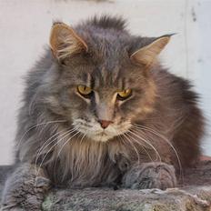 Maine Coon Piilcoon´s Aragon 