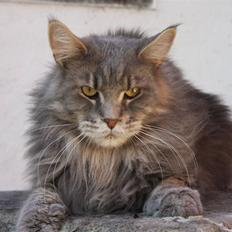 Maine Coon Piilcoon´s Aragon 