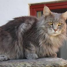 Maine Coon Piilcoon´s Aragon 
