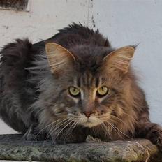 Maine Coon Freki´s Banzen