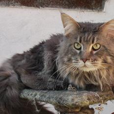 Maine Coon Freki´s Banzen