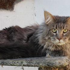 Maine Coon Freki´s Banzen