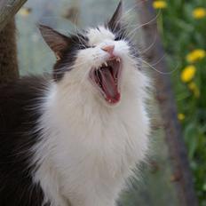 Maine Coon BigSinClair´s Rumba