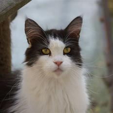 Maine Coon BigSinClair´s Rumba