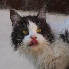 Maine Coon BigSinClair´s Cha-cha-cha