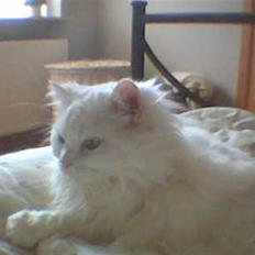 Blanding af racer Mickey R.I.P