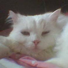 Blanding af racer Mickey R.I.P