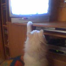 Blanding af racer Mickey R.I.P