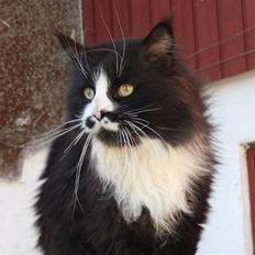 Maine Coon Samicoon´s Tashy Tiger