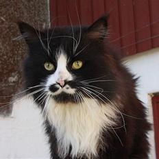 Maine Coon Samicoon´s Tashy Tiger