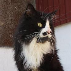 Maine Coon Samicoon´s Tashy Tiger