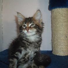 Maine Coon Piilcoon´s Bacardi