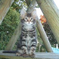 Maine Coon Piilcoon´s Bacardi
