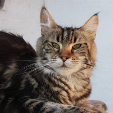 Maine Coon Piilcoon´s Bacardi