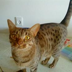 Ocicat Camena