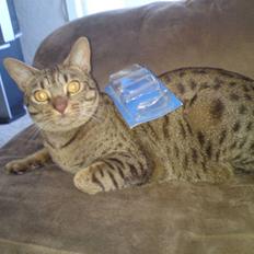 Ocicat Camena