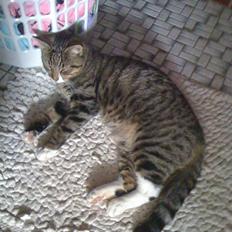 Huskat VampierHeart's