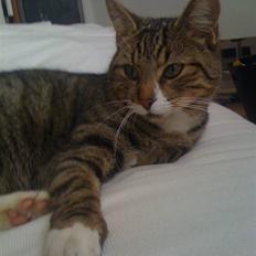 Huskat VampierHeart's