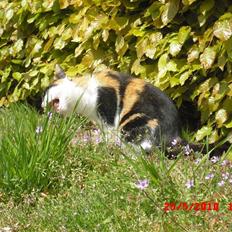 Blanding af racer Musse