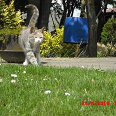 Blanding af racer Mille