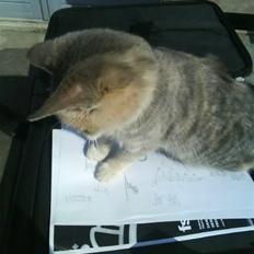 Blanding af racer Mille