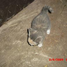 Blanding af racer Mille