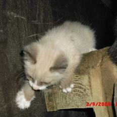 Blanding af racer Starshine R.I.P