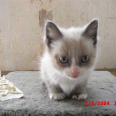 Blanding af racer Starshine R.I.P